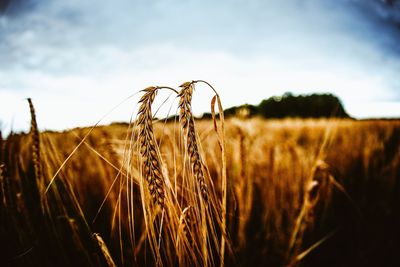 Close-up of wheat growing in field against sky