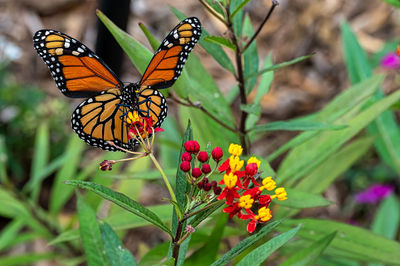 monarch butterfly