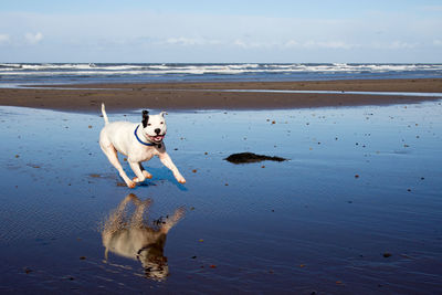 Dog on beach against sky