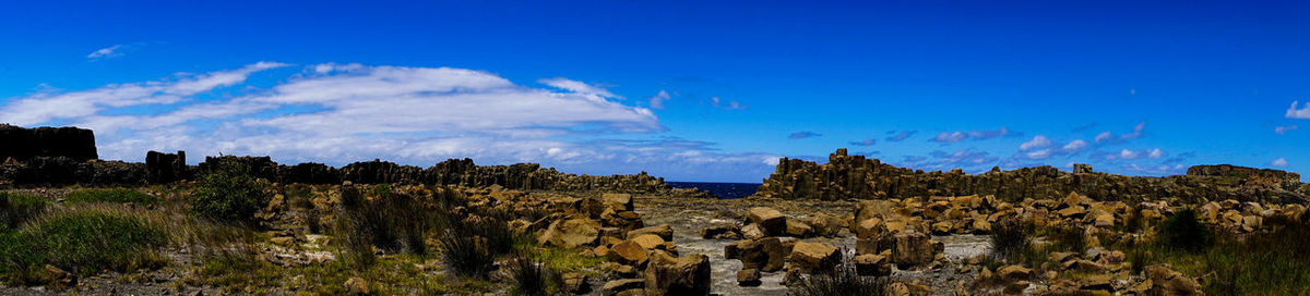 Panoramic shot of plants against sky