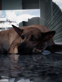 Close-up of dog resting