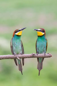 Close-up of birds perching on leaf