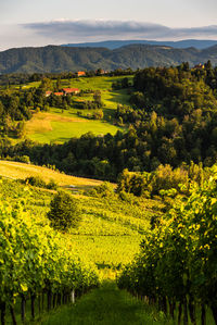 Scenic view of agricultural field