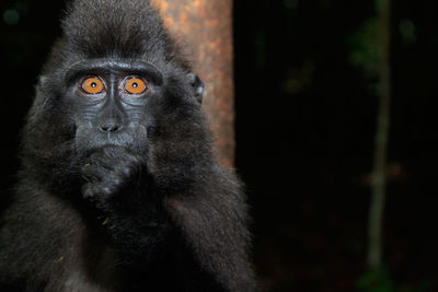 Close-up portrait of a monkey