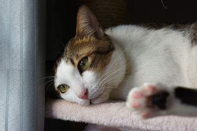 Close-up portrait of cat