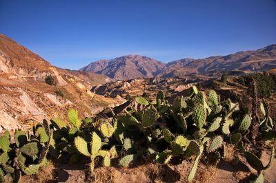 Beautiful landscape of colca canyon in peru with cactus in front