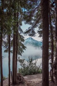 Trees by lake in forest against sky