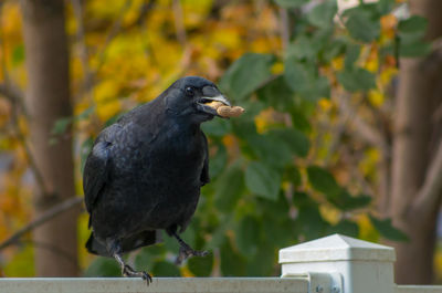 Side view of bird perching