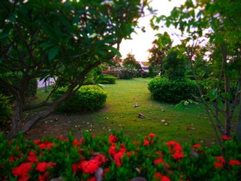 View of flowers growing in park