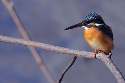 Close-up of bird perching outdoors