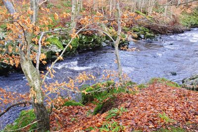 Close-up of grass by river in forest during autumn