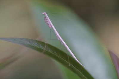 Close-up of insect on plant