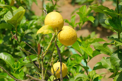 Close-up of fruit growing on tree