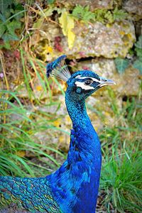 Close-up of peacock