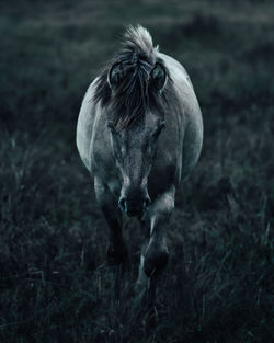 Close-up of a goat on field