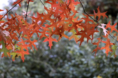 Close-up of maple leaves on tree branch