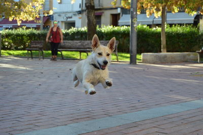 Woman looking at dog running on footpath