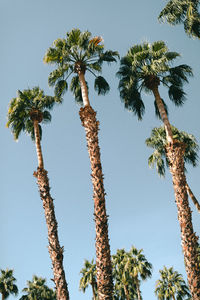 Low angle view of coconut palm tree against clear blue sky