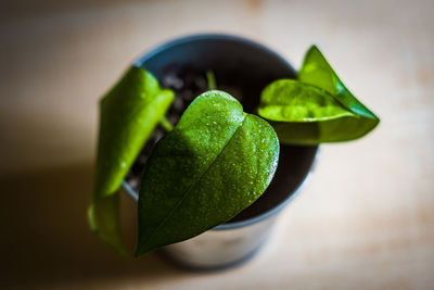 Close-up of green fruits on table