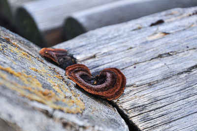 Close-up of rusty ring on wooden plank