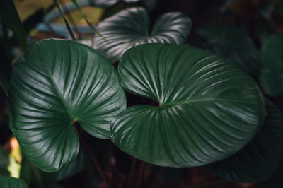 High angle view of potted plant leaves