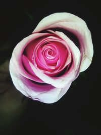 Close-up of pink rose