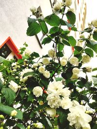 Low angle view of white flowering plants