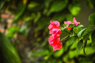 Close-up of pink rose plant