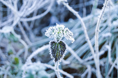 Close-up of frozen plant