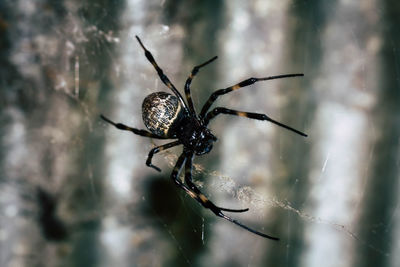 Close-up of spider on web