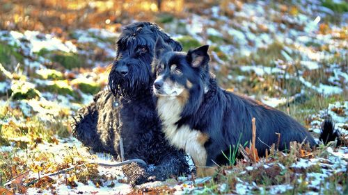 Two dogs on snow field