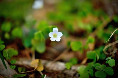 Close-up of white flowers blooming outdoors