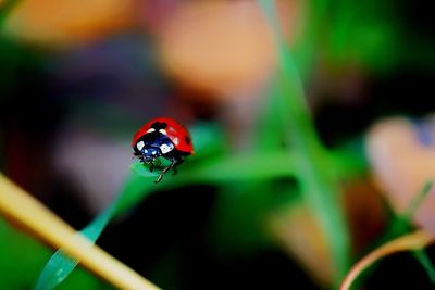 Close-up of ladybug on top of blade of grass