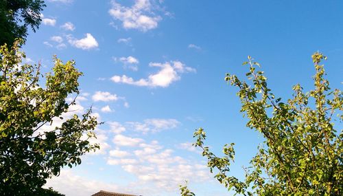 Low angle view of trees against blue sky