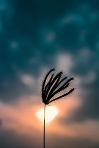 Close-up of silhouette dandelion against sky during sunset