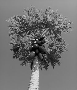 Low angle view of flowering plant against clear sky