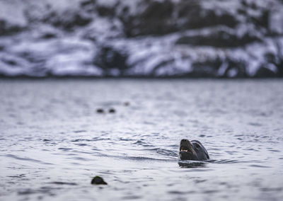 Sea lion swimming in vancouver island