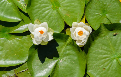 Close-up of lotus water lily blooming outdoors