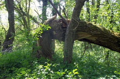 Low angle view of lizard on tree in forest