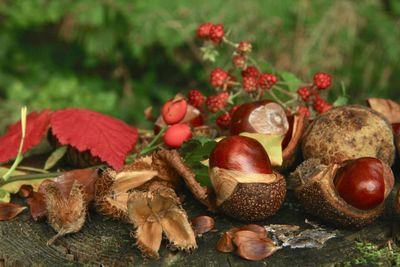 Close-up of fruits growing on field