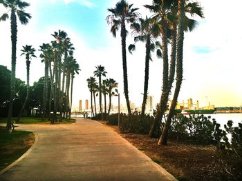 Palm trees in park against sky