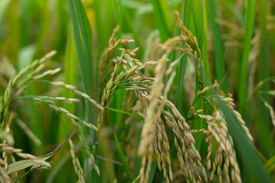 Close-up of rice crops in farm