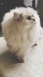 Close-up of cat sitting on floor
