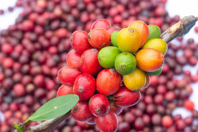 Close-up of red berries growing on plant