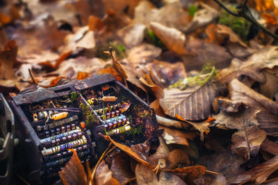 Old tv tuner channel selector with moss in autumn leaves