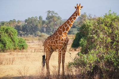 Animals in the wild - reticulated giraffe - samburu national reserve, north kenya