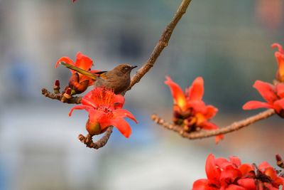 Close-up of orange flowers on branch