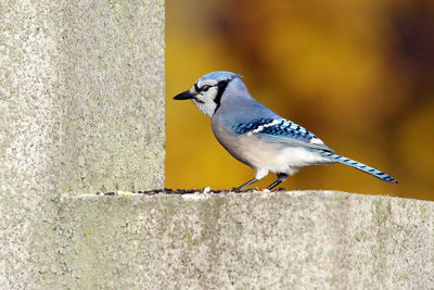 Close-up of bird perching outdoors