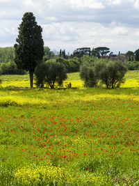 Scenic view of grassy field against sky