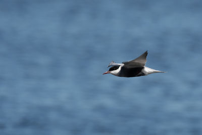 Seagull flying over sea